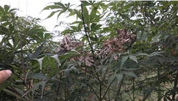 红枫树的养殖方法和注意事项（打造优美园林，从红枫开始）