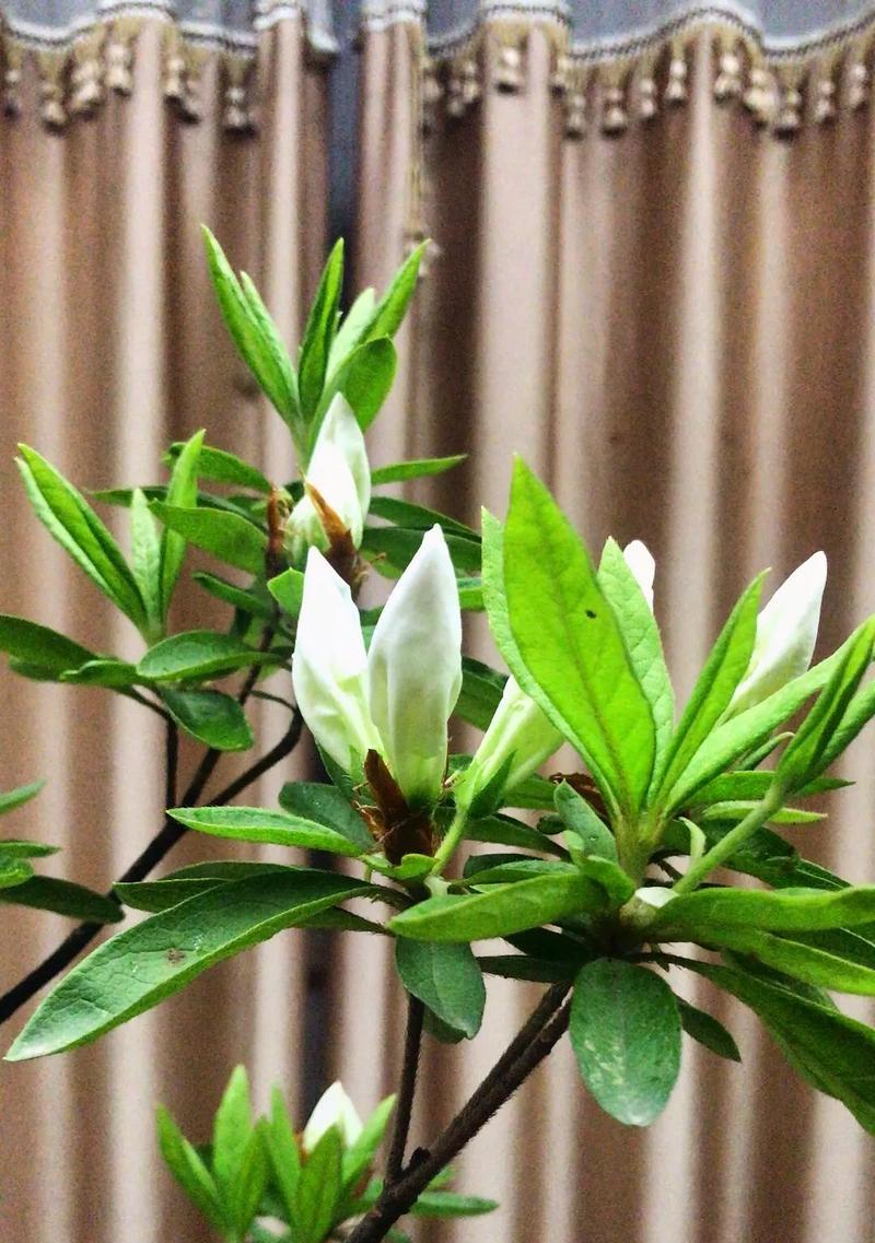 院子里也能种杜鹃花？（探寻杜鹃花适合种植的条件和方法）