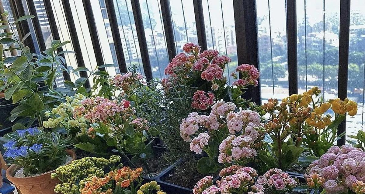 长寿花的浇水技巧（掌握这些技巧，让你的长寿花更加健康茁壮）