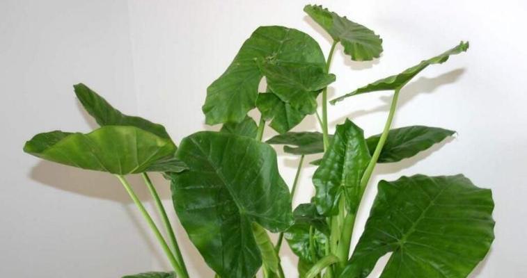 滴水观音——新一代抗冻植物的新星（探秘滴水观音的生长与应用）