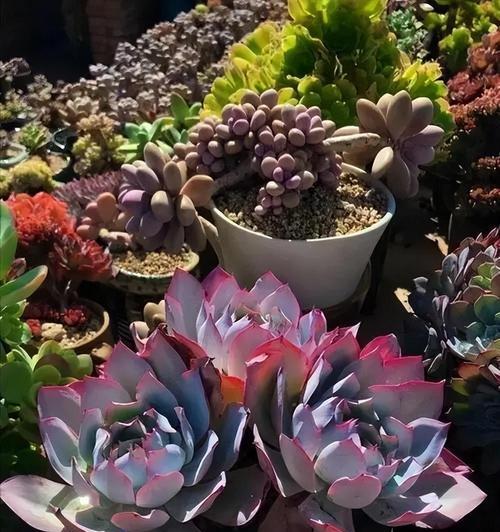 多肉植物的安全过冬方法（打造耐寒耐冻的多肉花园）