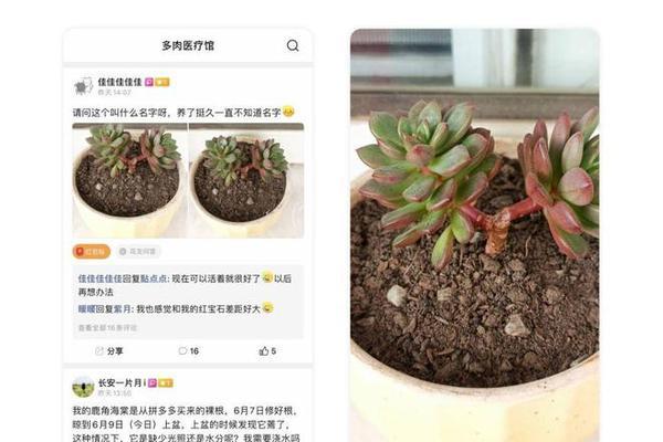鹿角海棠换盆后多久浇水一次（如何科学浇水，让鹿角海棠健康成长）