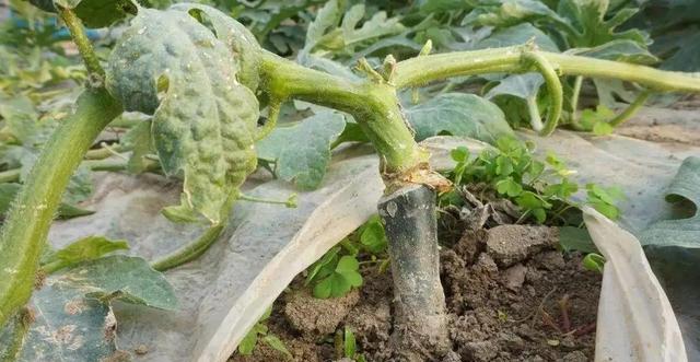 樱桃树种植需浇水？（刚种樱桃树应如何浇水，）