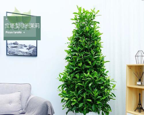 非洲茉莉（放客厅什么位置好？如何养护？）