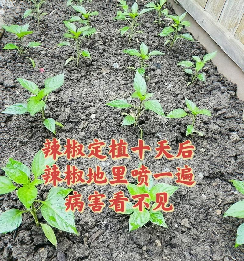 掌握辣椒生长周期，轻松种植丰收（了解辣椒的生长过程和注意事项，培养专业种植技能）