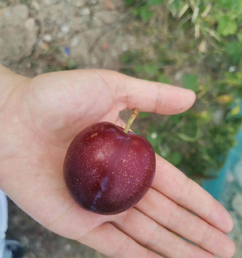 家里种桃树好不好？（看这15个理由，你就知道了！）