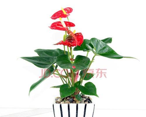 一帆风顺——选择合适的盆种种植（如何选购适合种植的盆种？怎样保证盆栽一帆风顺？）