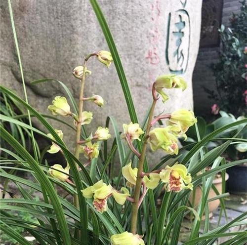兰花的风水禁忌与摆放位置：如何增加财富与好运？