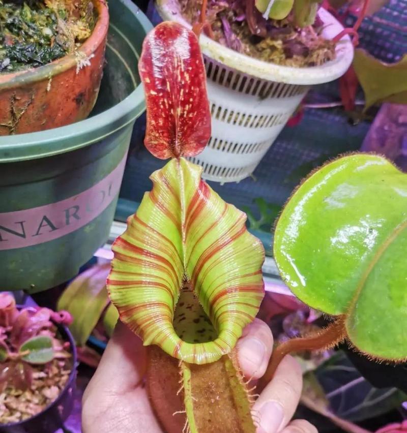 探秘含羞草近亲——羞怯草（相似的外貌与不同的特性）