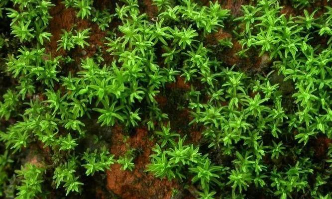 苔藓是否有毒？——关于室内养护的建议（安全有保障的室内苔藓养殖技巧）