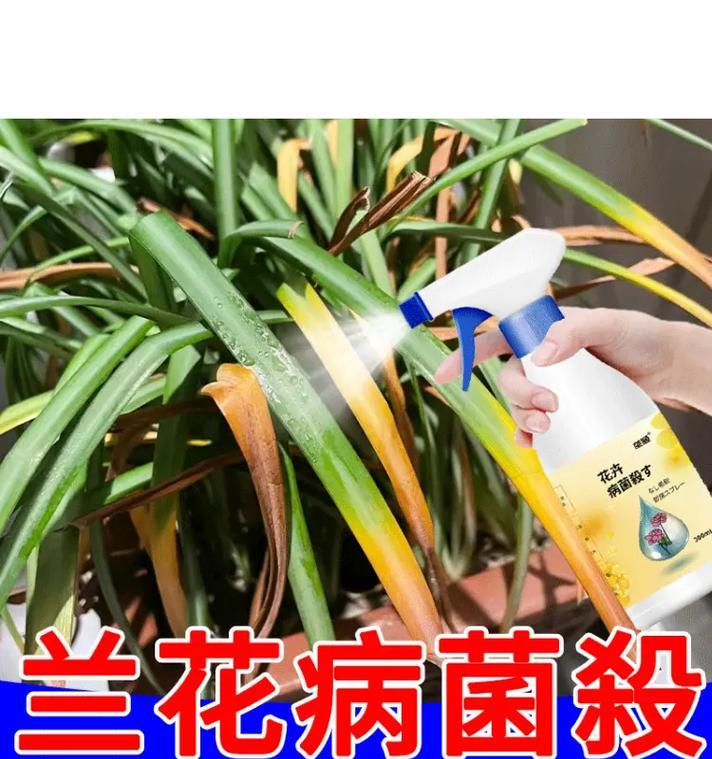 兰花不长叶子怎么办？（兰花萎靡不振，如何帮它“换新装”？）