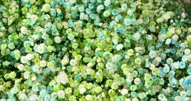 满天星花的养护和种植方法（打造属于你的满天星花海）