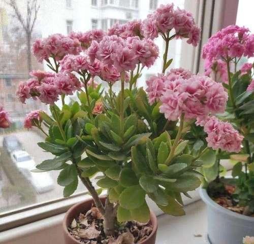 长寿花的全面解析（探寻长寿花的花型、特点、生长环境及保养方法）