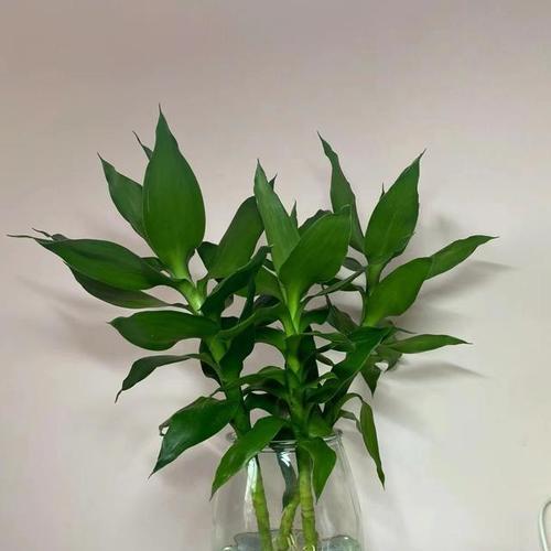 观音竹开花了吗？开的花是什么样子？（探究观音竹开花的奥秘，让我们一起来看看！）