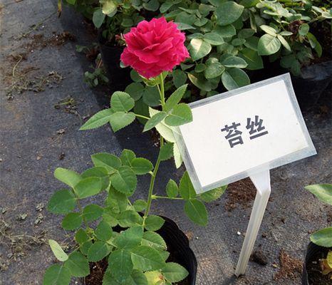 欧月（探究欧月的植物属性与栽培特点）