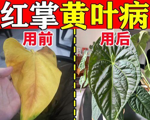 白掌肥料施用全攻略（如何科学施肥让白掌欣欣向荣）