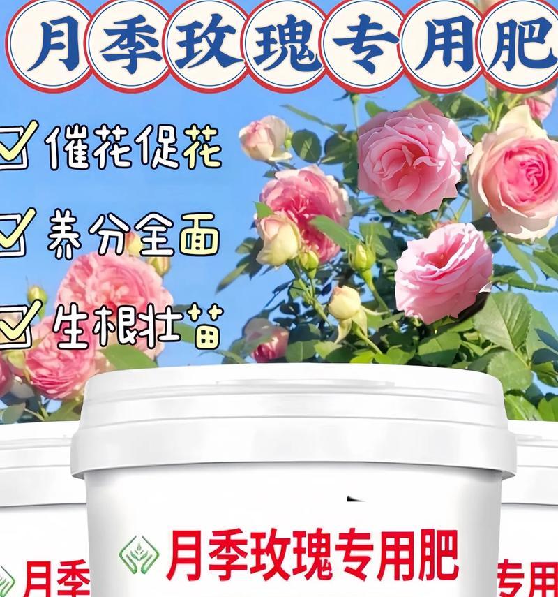 玫瑰花有毒吗？能否在家里养？（玫瑰花的毒性与养护技巧）