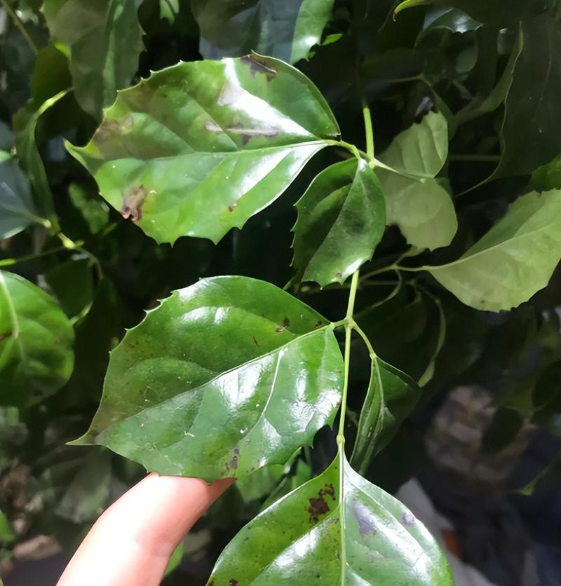 鹅掌木掉叶子怎么办？（教你简单有效的鹅掌木叶子掉落处理方法）