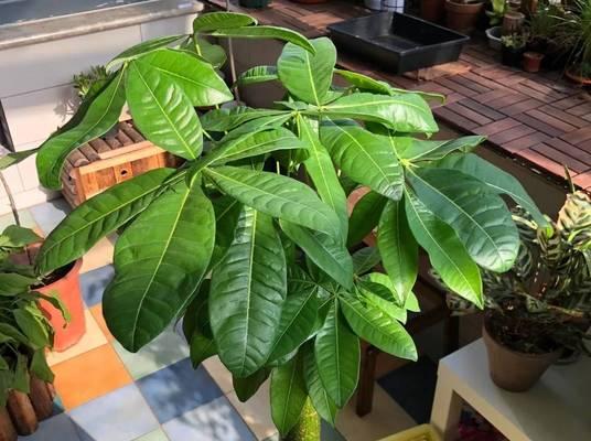 欧石竹的养护与特性（喜阳还是喜阴？谈欧石竹的养护秘诀）