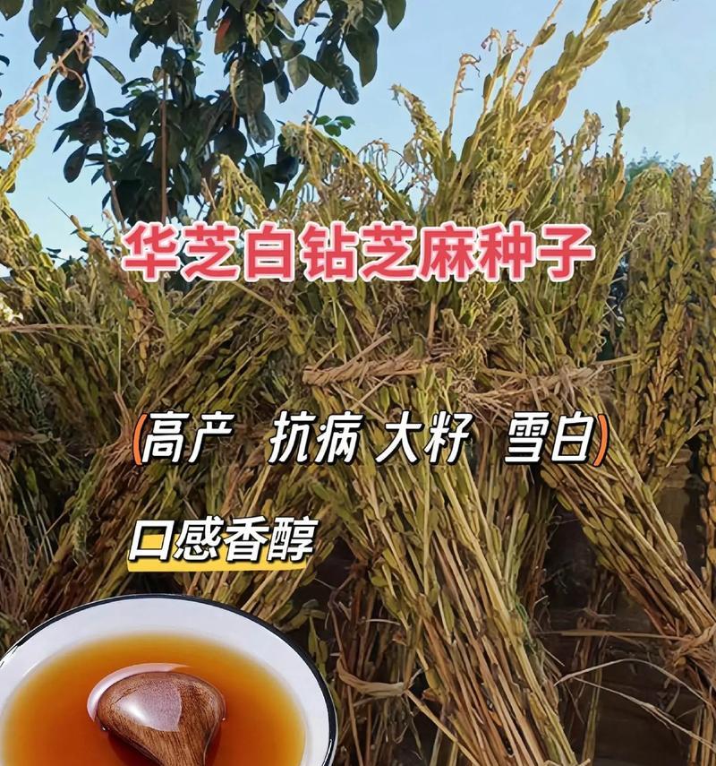 黑芝麻的种植方法与时间掌握（掌握关键技术成功种植黑芝麻）