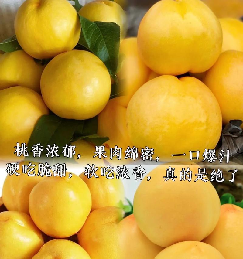 黄桃好吃又营养（能直接食用，更健康）
