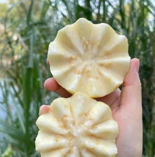 探究芭乐生长的最佳温度