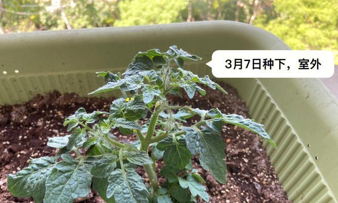 西红柿开花结果时间分析（揭秘西红柿开花结果的秘密，了解关键影响因素）