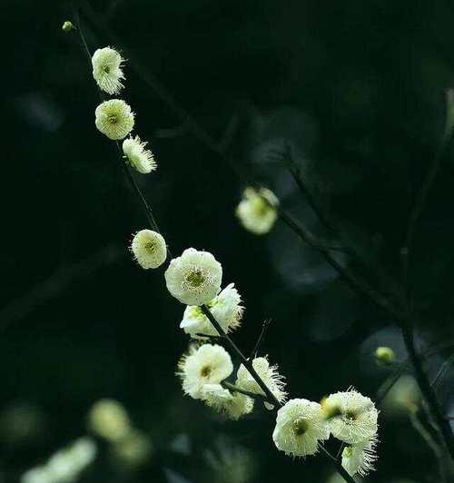 绿梅开花时间及相关知识（一年四季的观赏价值与栽培技巧）