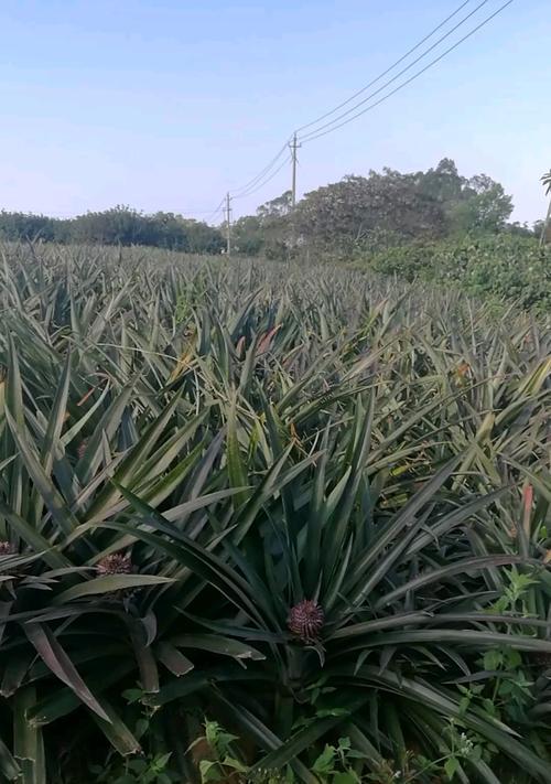菠萝的生长过程（探究菠萝从哪里长出来）