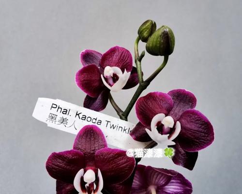 如何养殖黑美人花？（教你打造茂盛的黑美人花园，让你成为花园达人！）
