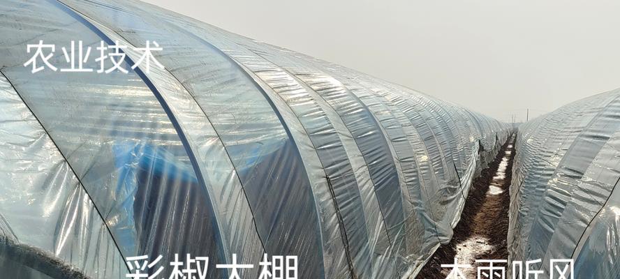 大棚辣椒种植的技术与管理（提高产量，优化品质的养护方法）