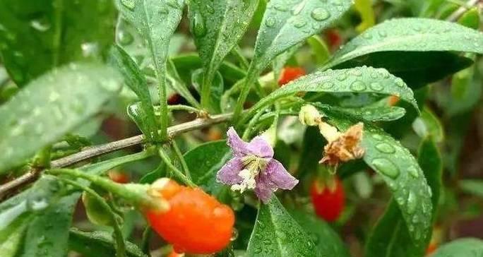 红枸杞开花结果的生长过程（探究红枸杞的花朵、果实及营养价值）