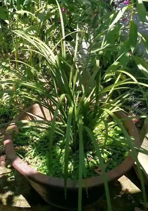 水缸种植指南（如何选择适合种植的植物）