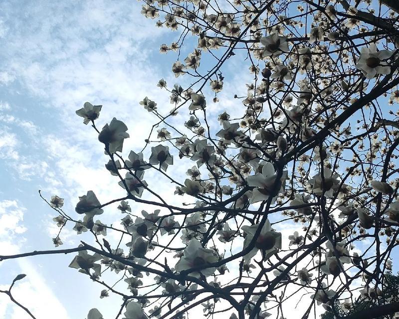 友谊长存的花（花开花落，友谊永存）