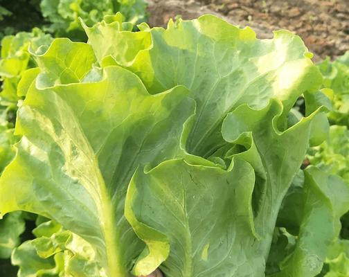 生菜施肥全攻略（选择正确的肥料，让你的生菜健康成长）