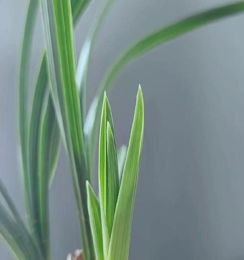 建兰发芽长叶全攻略（掌握这些技巧，让你的建兰开花更美丽）