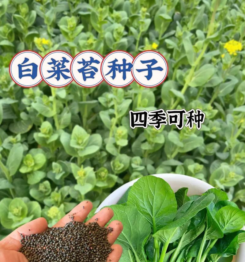 白菜的生长周期是多长时间？（从种子到收获，白菜需要多长时间？）