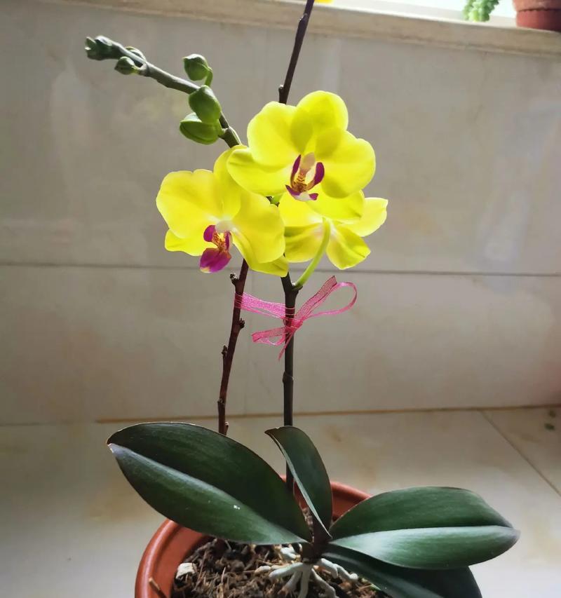 蝴蝶兰怎么快速开花？（科学方法教你提高花期。）