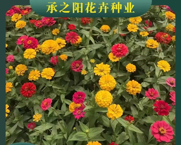 如何留下优质波斯菊种子（从收割到储存，一步步教你）