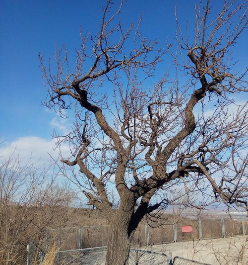 冬天适合种植哪些树种？（寻找适合冬季生长的树种，打造繁荣春天的美丽生态）