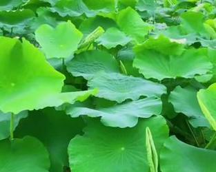 莲藕到底是块茎还是块根？——揭秘藕类植物的奥秘