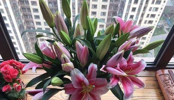 寝室花养护指南（打造舒适温馨的小天地，让生活充满活力）