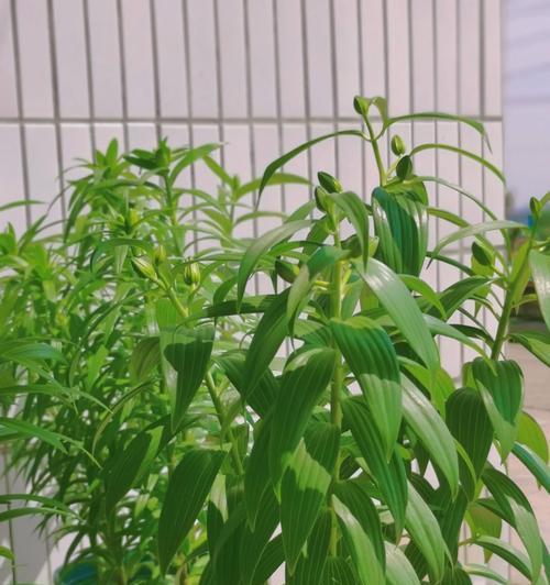 百合花要晒太阳吗？（百合花生长和养护的技巧，晒太阳是其中重要的一步。）