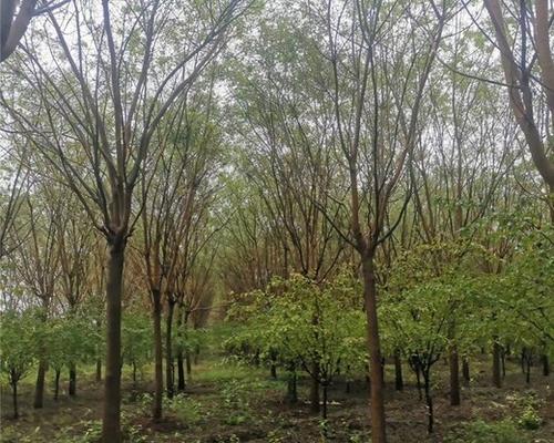国槐发芽长叶的时间和方法（掌握国槐生长规律，助力绿化美化工作）
