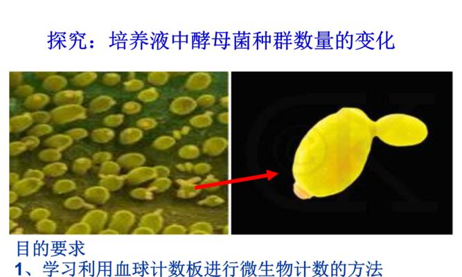 酵母菌——微生物界的神奇生物（探秘酵母菌的特性和应用）