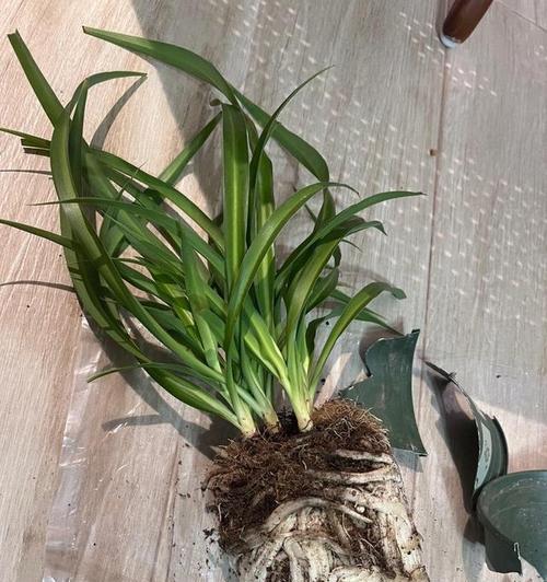 如何让盆栽吊兰更旺盛？（养护技巧与注意事项）