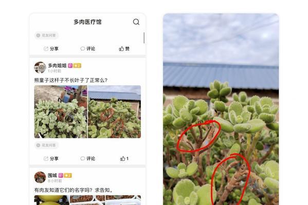 法师掉叶子？别慌！掌握这些方法轻松解决（揭开法师掉叶子的原因和处理技巧，让你轻松照顾好你的法师）
