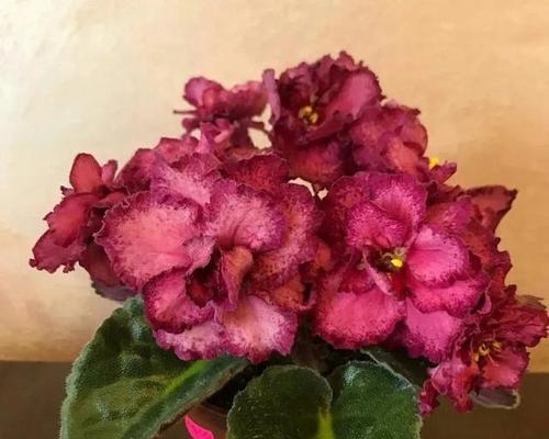 非洲紫罗兰花谢了怎么办？（教你几招轻松应对）