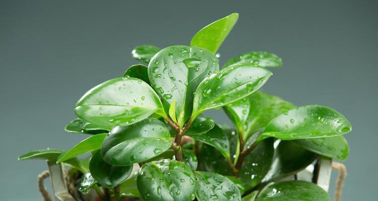 菊花养殖全攻略（从种植到养护，轻松打造美丽花园）