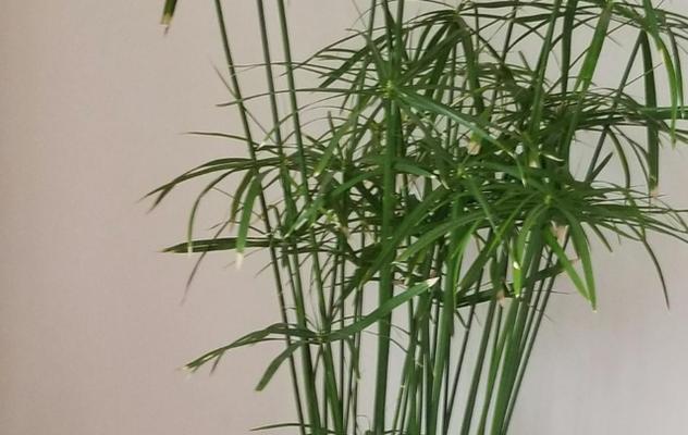 水竹的养殖与注意事项（打造绿色家居，从养殖水竹开始）
